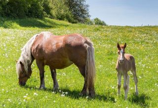 Obrázek z Pohlednice 3D 16cm  - kůň hafling (25) 